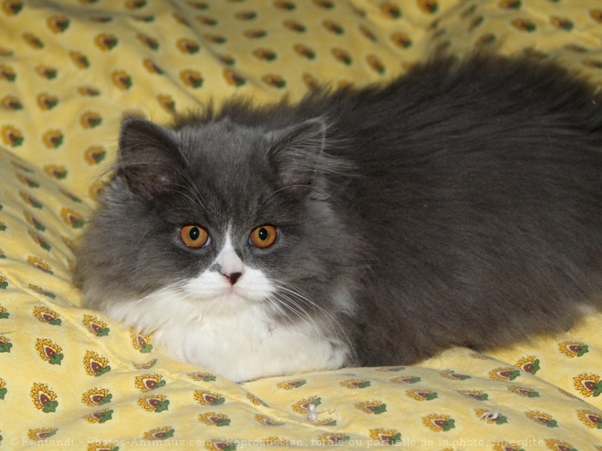 Photo de British longhair