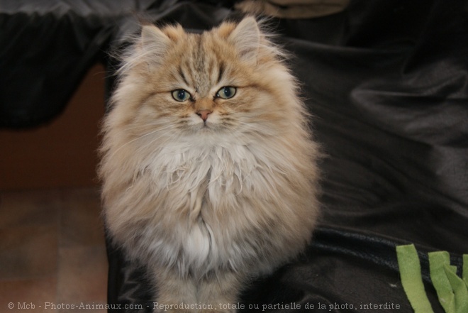 Photo de British longhair