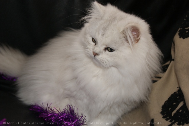 Photo de British longhair