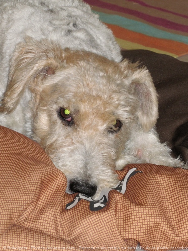 Photo de Fox terrier  poil dur