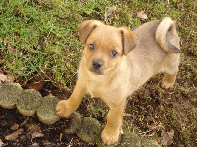 Photo de Pinscher nain