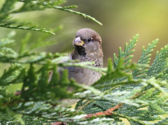 Photo de Moineau