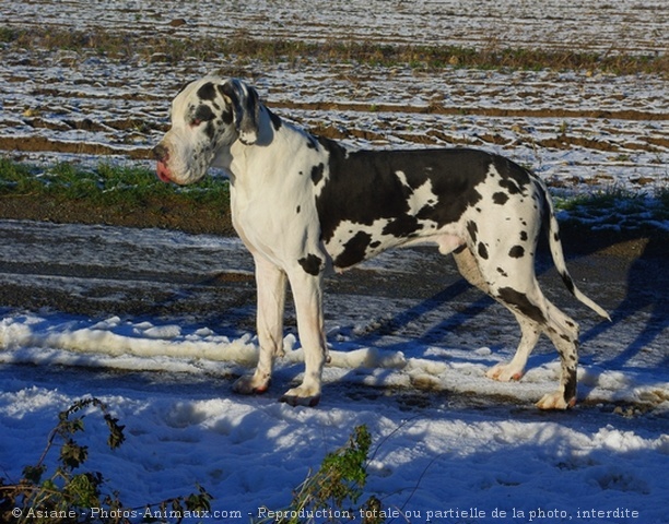 Photo de Dogue allemand