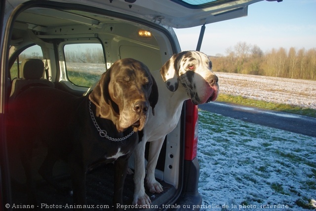 Photo de Dogue allemand