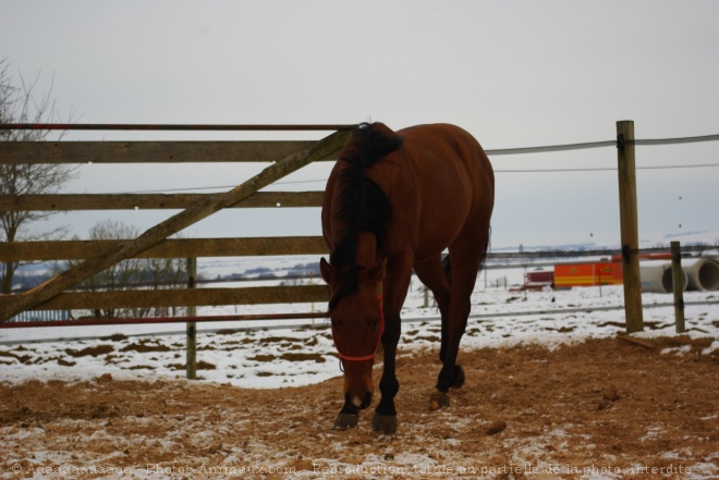 Photo d'Appaloosa