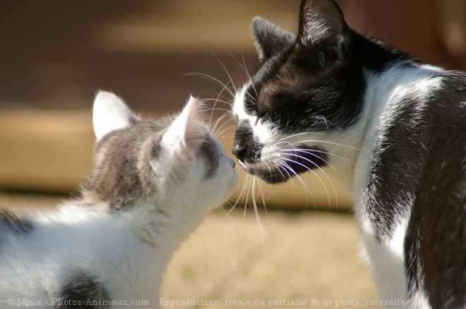 Photo de Chat domestique