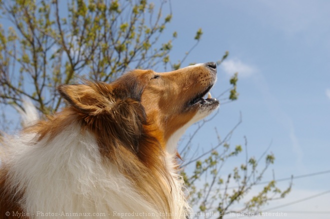 Photo de Chien de berger des shetland