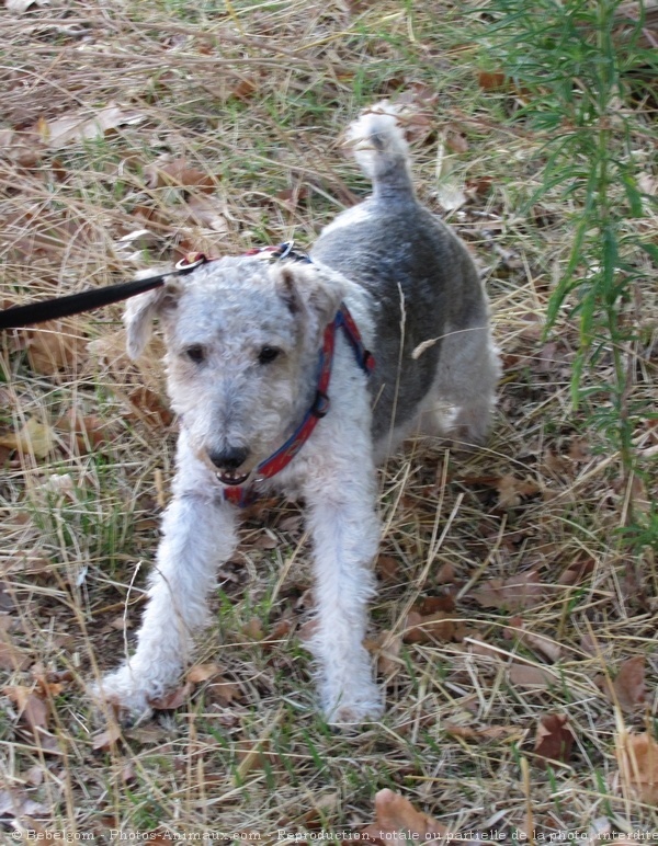 Photo de Fox terrier  poil dur