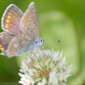 Photo de Papillon