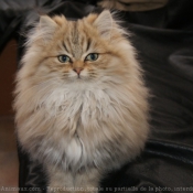 Photo de British longhair