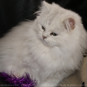 Photo de British longhair