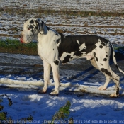 Photo de Dogue allemand