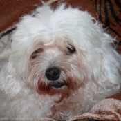 Photo de Bichon maltais