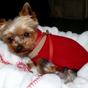 Photo de Yorkshire terrier