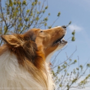 Photo de Chien de berger des shetland