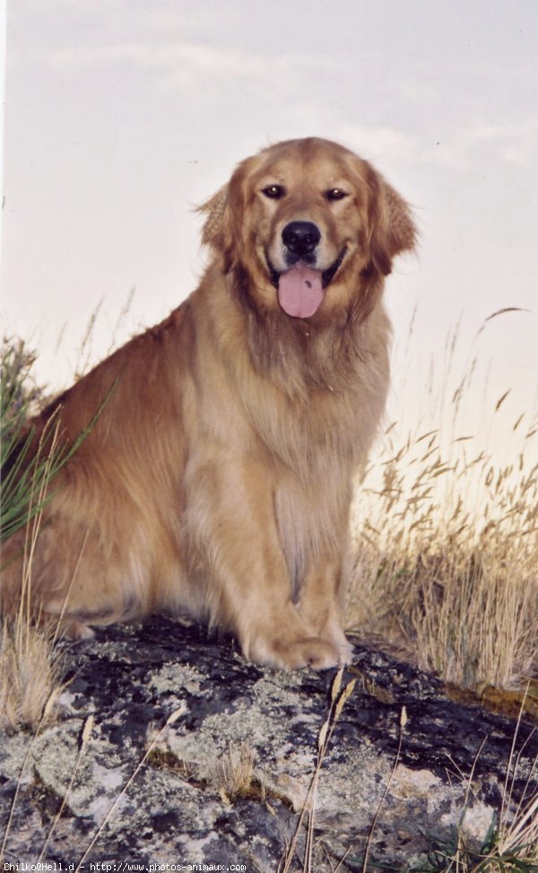 Photo de Golden retriever