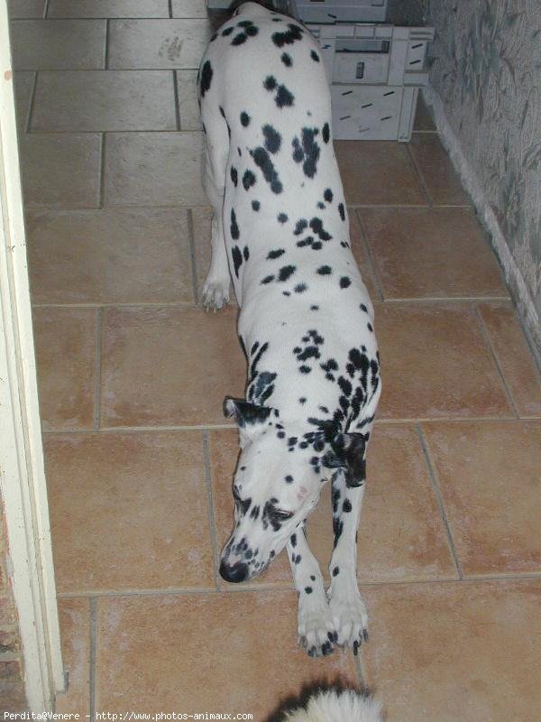 Photo de Dalmatien