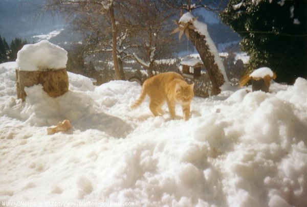 Photo de Chat domestique