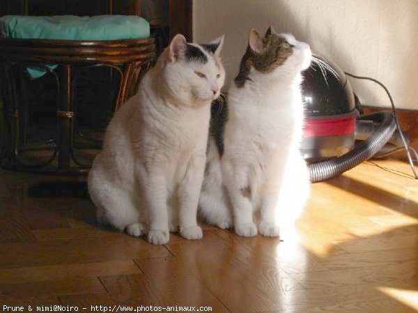 Photo de Chat domestique