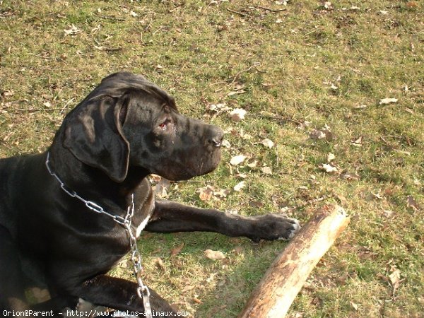 Photo de Dogue allemand