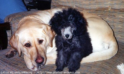 Photo de Labrador retriever