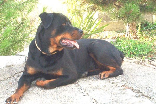 Photo de Rottweiler