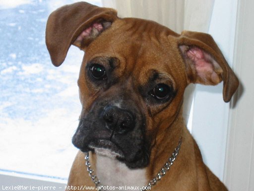 Photo de Boxer