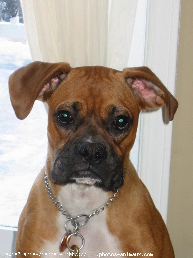 Photo de Boxer