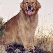 Photo de Golden retriever