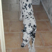 Photo de Dalmatien