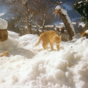 Photo de Chat domestique