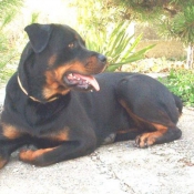 Photo de Rottweiler