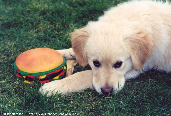 Photo de Golden retriever