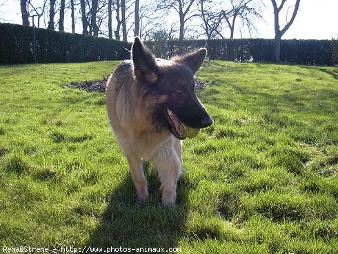 Photo de Berger allemand  poil court