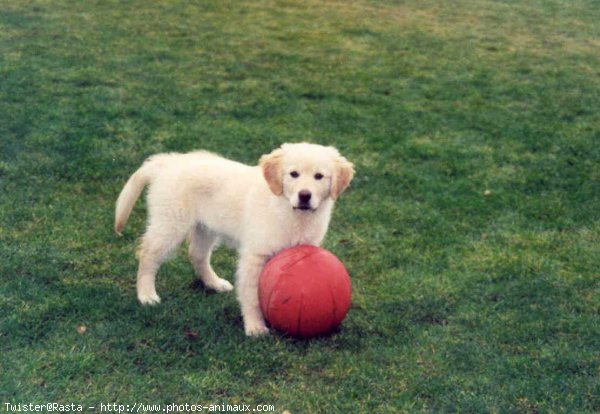 Photo de Golden retriever