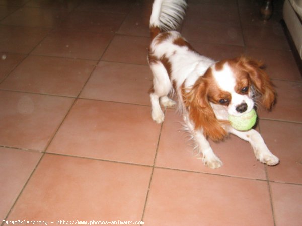 Photo de Cavalier king charles spaniel