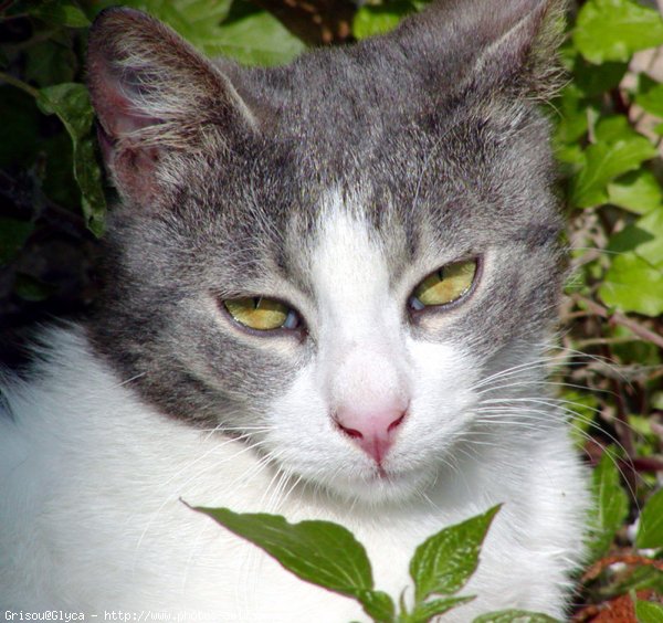 Photo de Chat domestique