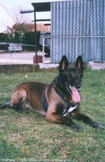 Photo de Berger belge malinois