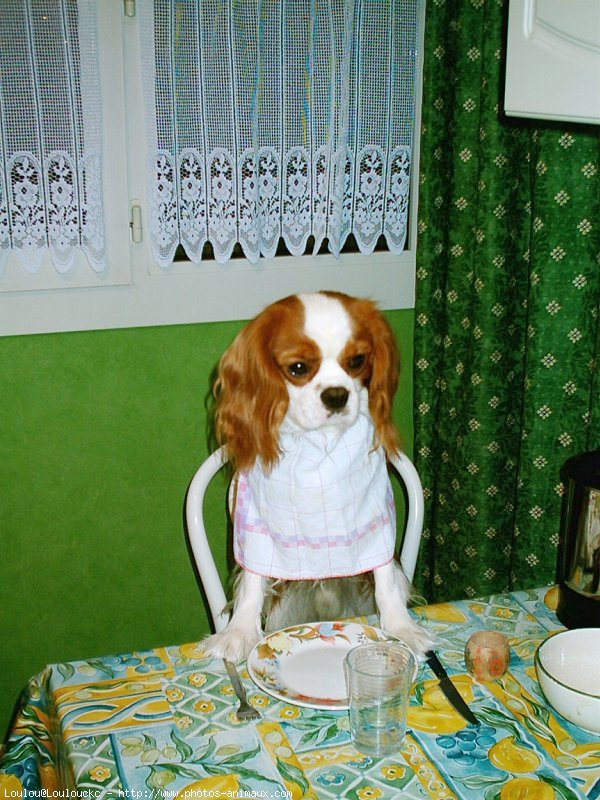 Photo de Cavalier king charles spaniel