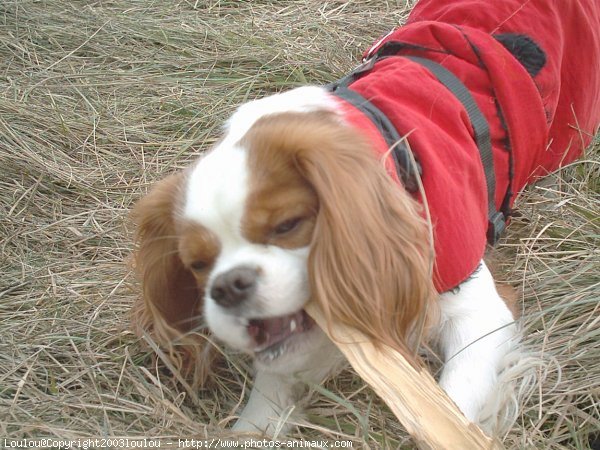 Photo de Cavalier king charles spaniel