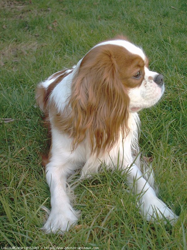 Photo de Cavalier king charles spaniel