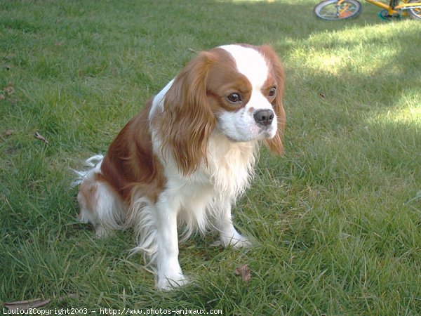 Photo de Cavalier king charles spaniel