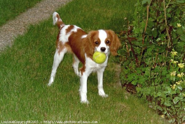 Photo de Cavalier king charles spaniel