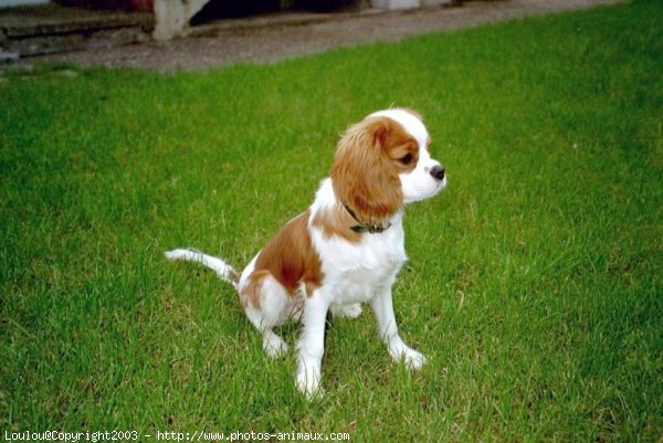 Photo de Cavalier king charles spaniel