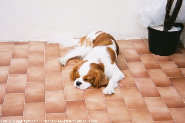 Photo de Cavalier king charles spaniel