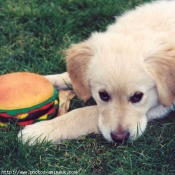 Photo de Golden retriever