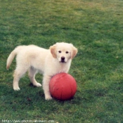 Photo de Golden retriever