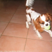 Photo de Cavalier king charles spaniel