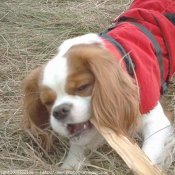 Photo de Cavalier king charles spaniel