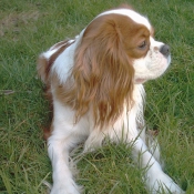 Photo de Cavalier king charles spaniel